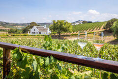 Wine,Tasting,At,Aaldering,Vineyards,And,Wines,,Stellenbosch,,South,Africa.