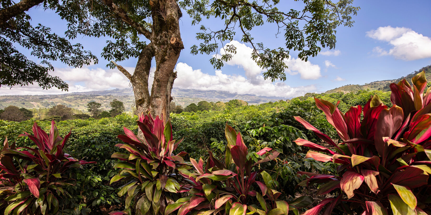 Coffee,Plantation,Bordered,By,Succulents,,Orosi,Valley,,Costa,Rica