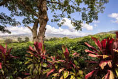 Coffee,Plantation,Bordered,By,Succulents,,Orosi,Valley,,Costa,Rica