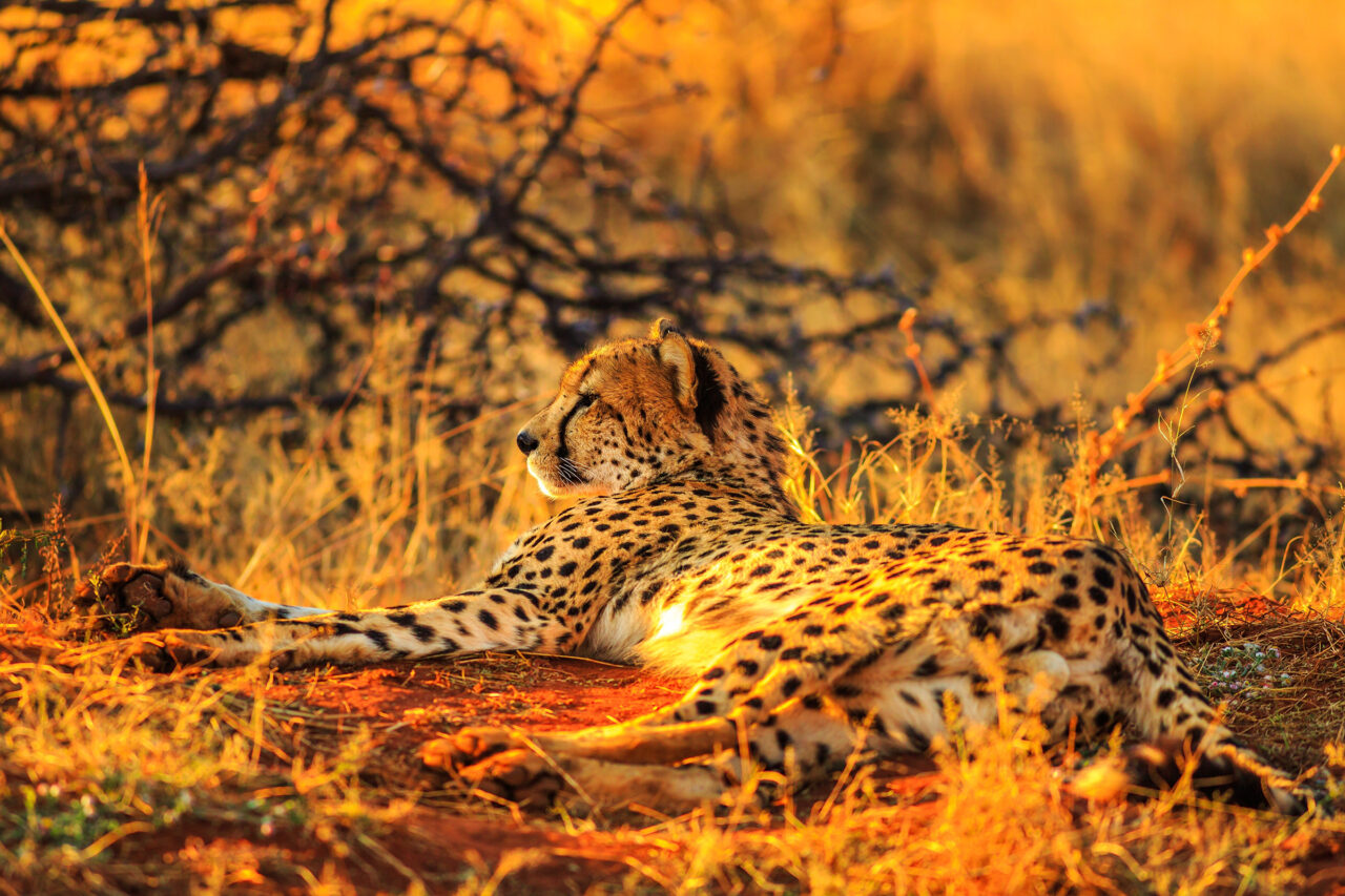Side,View,Of,African,Cheetah,,Acinonyx,Jubatus,,Family,Of,Felids,