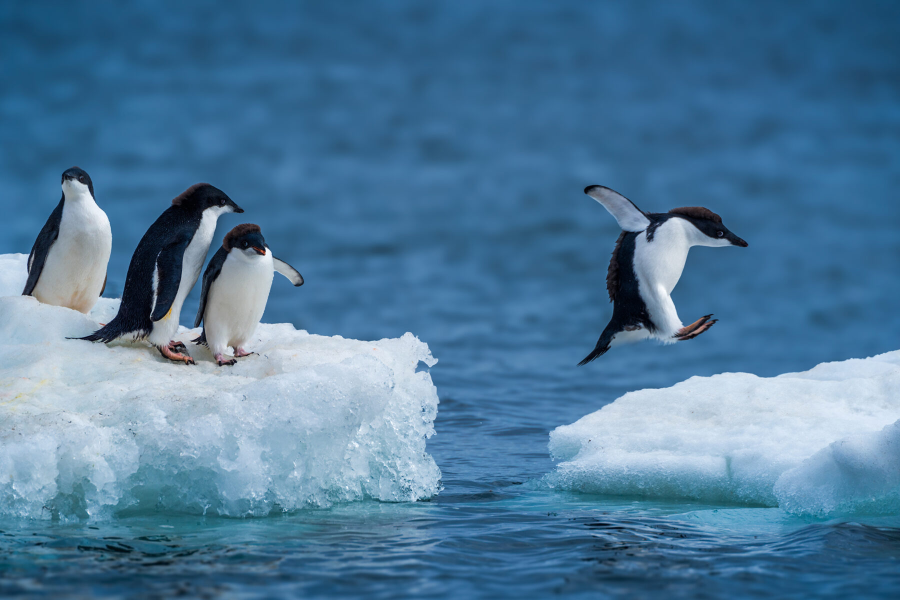 Adelie,Penguin,Jumping,Between,Two,Ice,Floes