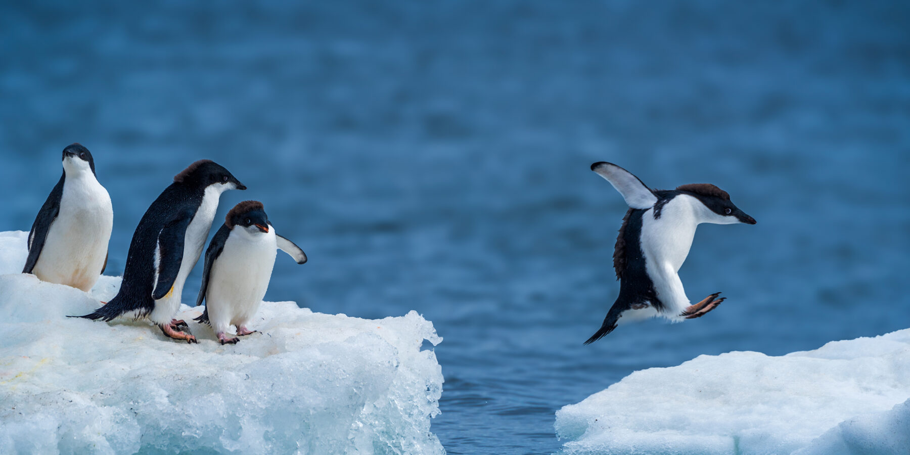 Adelie,Penguin,Jumping,Between,Two,Ice,Floes