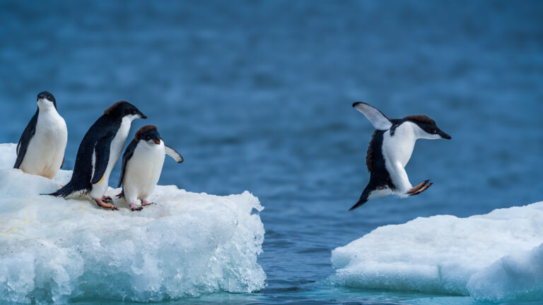 Adelie,Penguin,Jumping,Between,Two,Ice,Floes