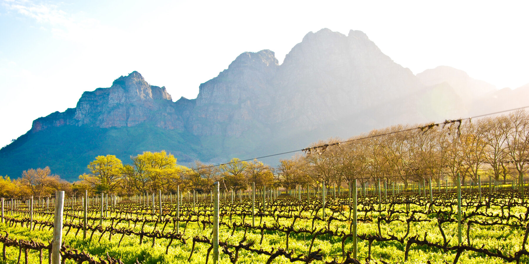 Vineyards,And,Mountains,In,The,Late,Afternoon,Glow,In,Stellenbosch,