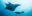 Manta,,Manta,Ray,,Maldive,,Manta,Rays,,Maldive,Scuba,Diving,,Flying