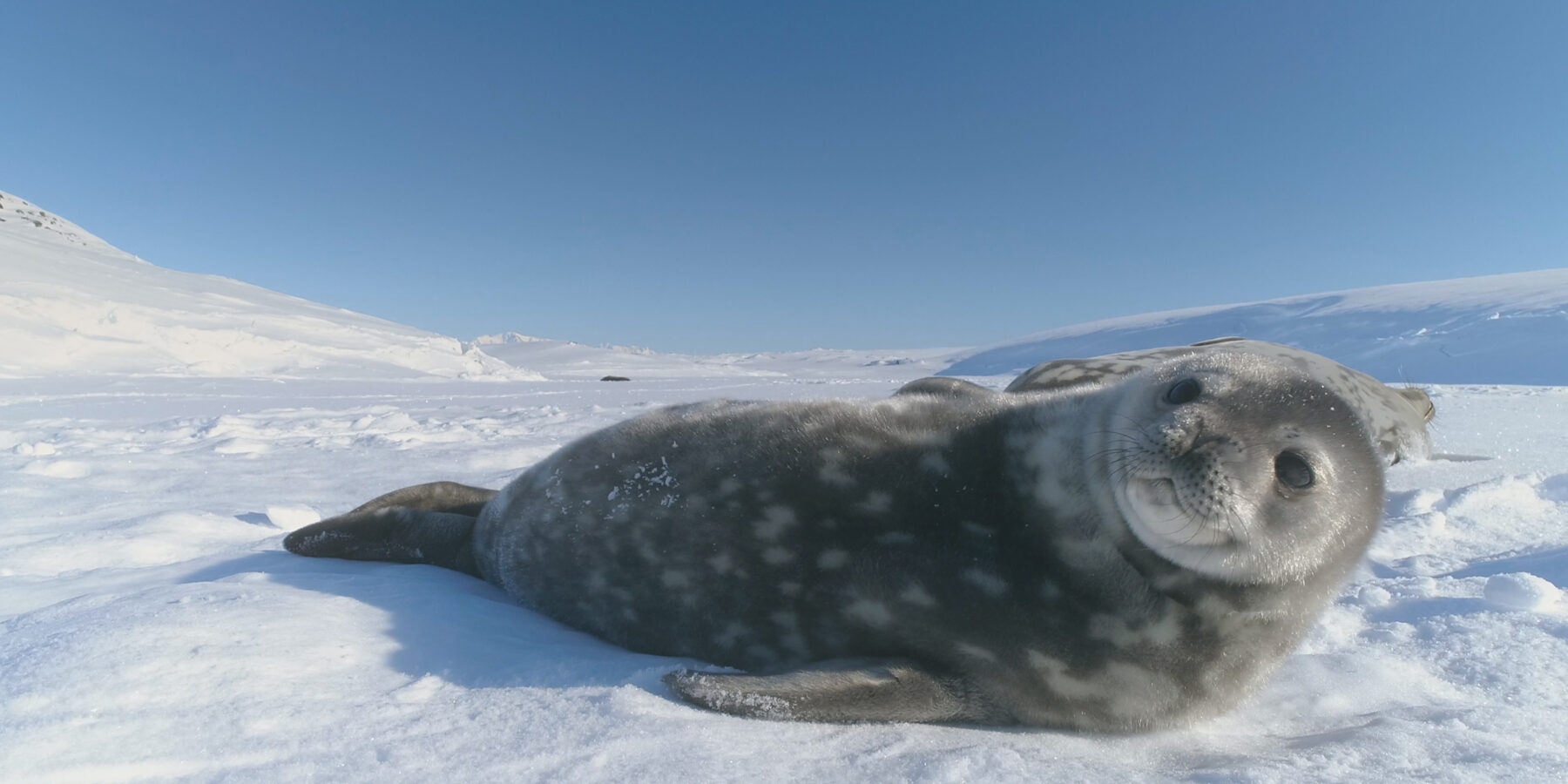 Cute,Baby,Weddell,Seal,Playing,In,The,Antarctic,Snow.,Close-up