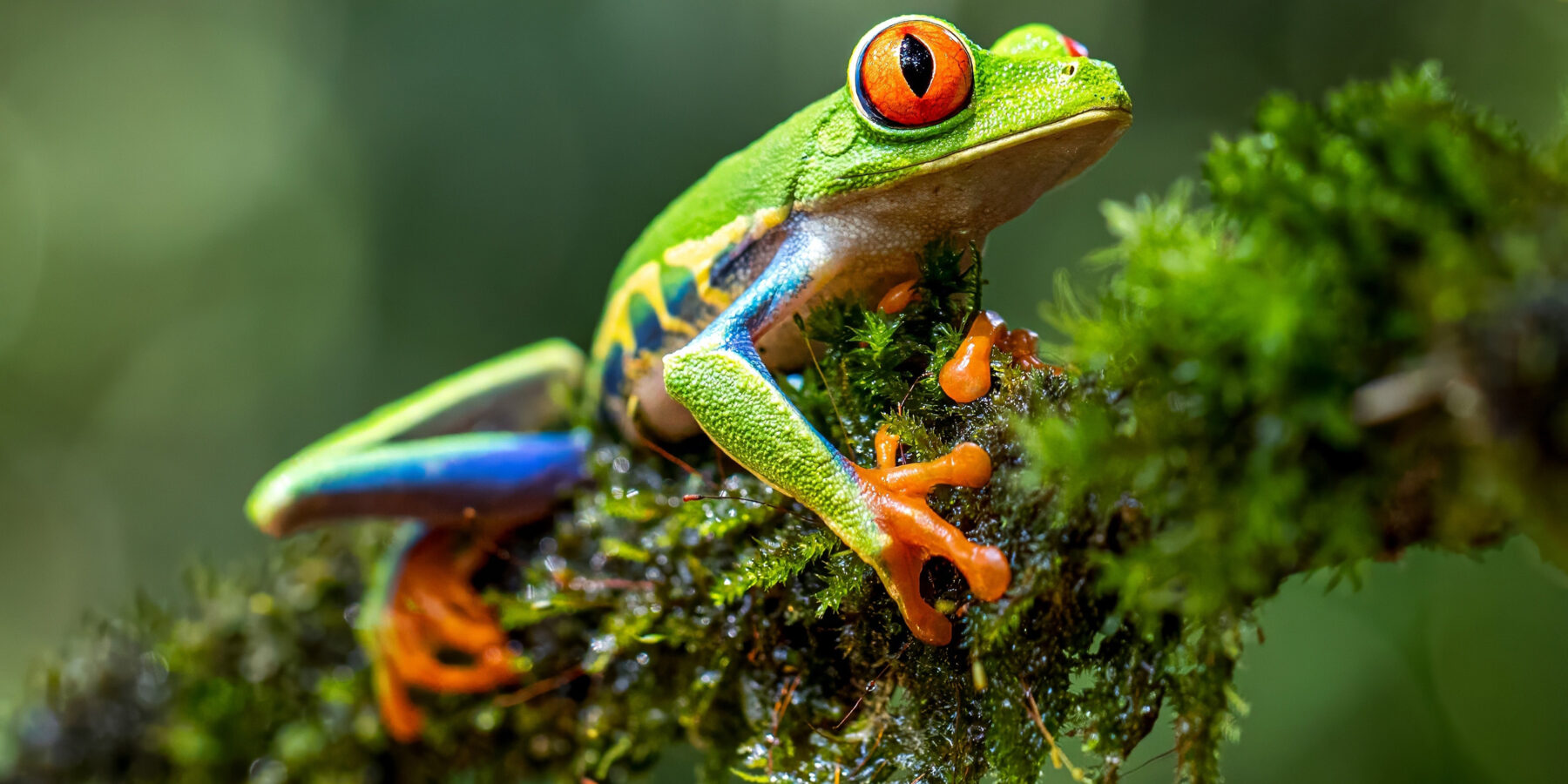 Red,Eye,Green,Tree,Frog