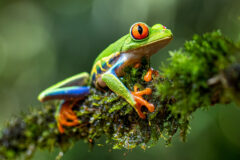 Red,Eye,Green,Tree,Frog