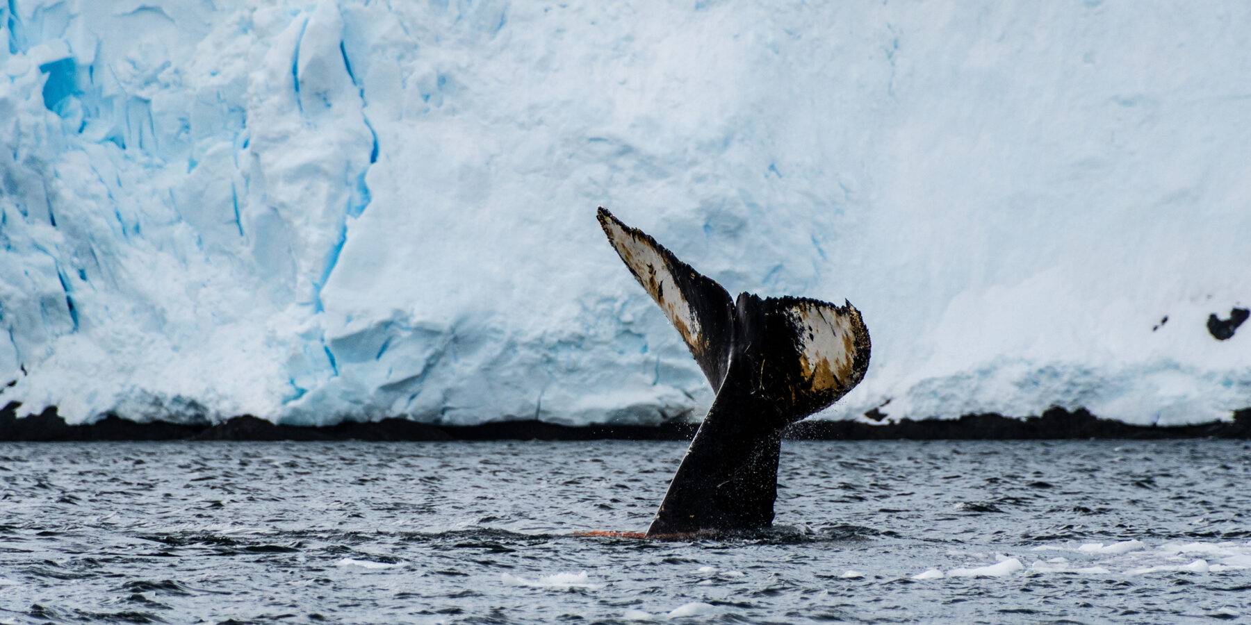 Close-up,Of,The,Tail,Of,A,Diving,Humpback,Whale,-megaptera
