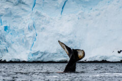 Close-up,Of,The,Tail,Of,A,Diving,Humpback,Whale,-megaptera