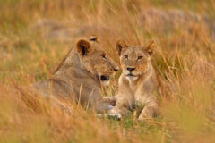 Young,Lions,In,The,Grass,,Khwai,River,,Botswana,In,Afica.