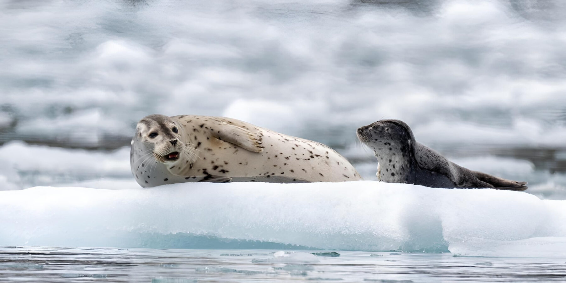Two,Harbor,Seals,Amongst,Glacier,Ice,Flow,In,Kenai-fjords,National