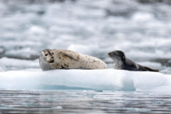 Two,Harbor,Seals,Amongst,Glacier,Ice,Flow,In,Kenai-fjords,National