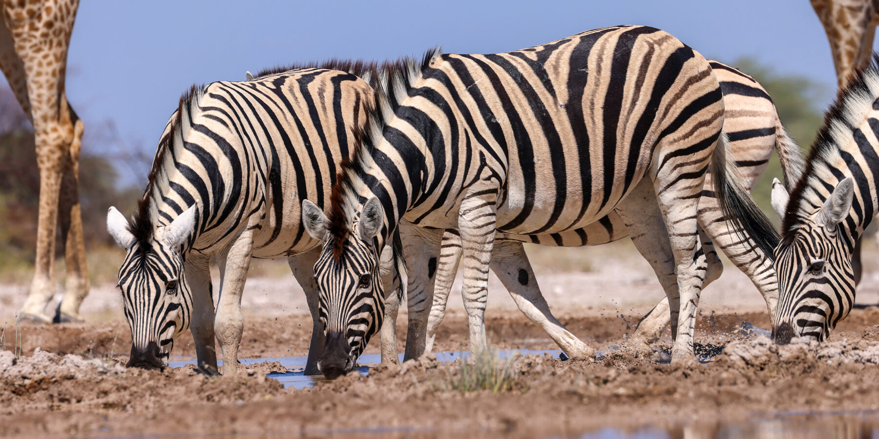 A,Group,Of,Zebras,Drink,From,A,Waterhole,In,Etosha