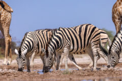 A,Group,Of,Zebras,Drink,From,A,Waterhole,In,Etosha