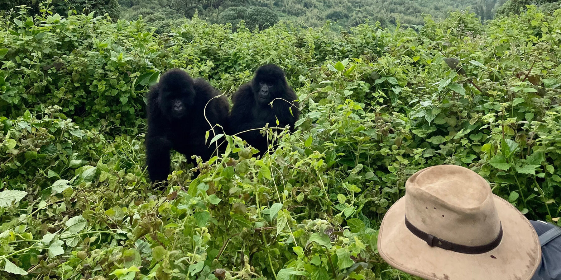 Two,Teenage,Gorillas,Are,Being,Watched,By,A,Man,Deep