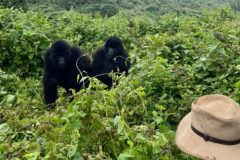 Two,Teenage,Gorillas,Are,Being,Watched,By,A,Man,Deep
