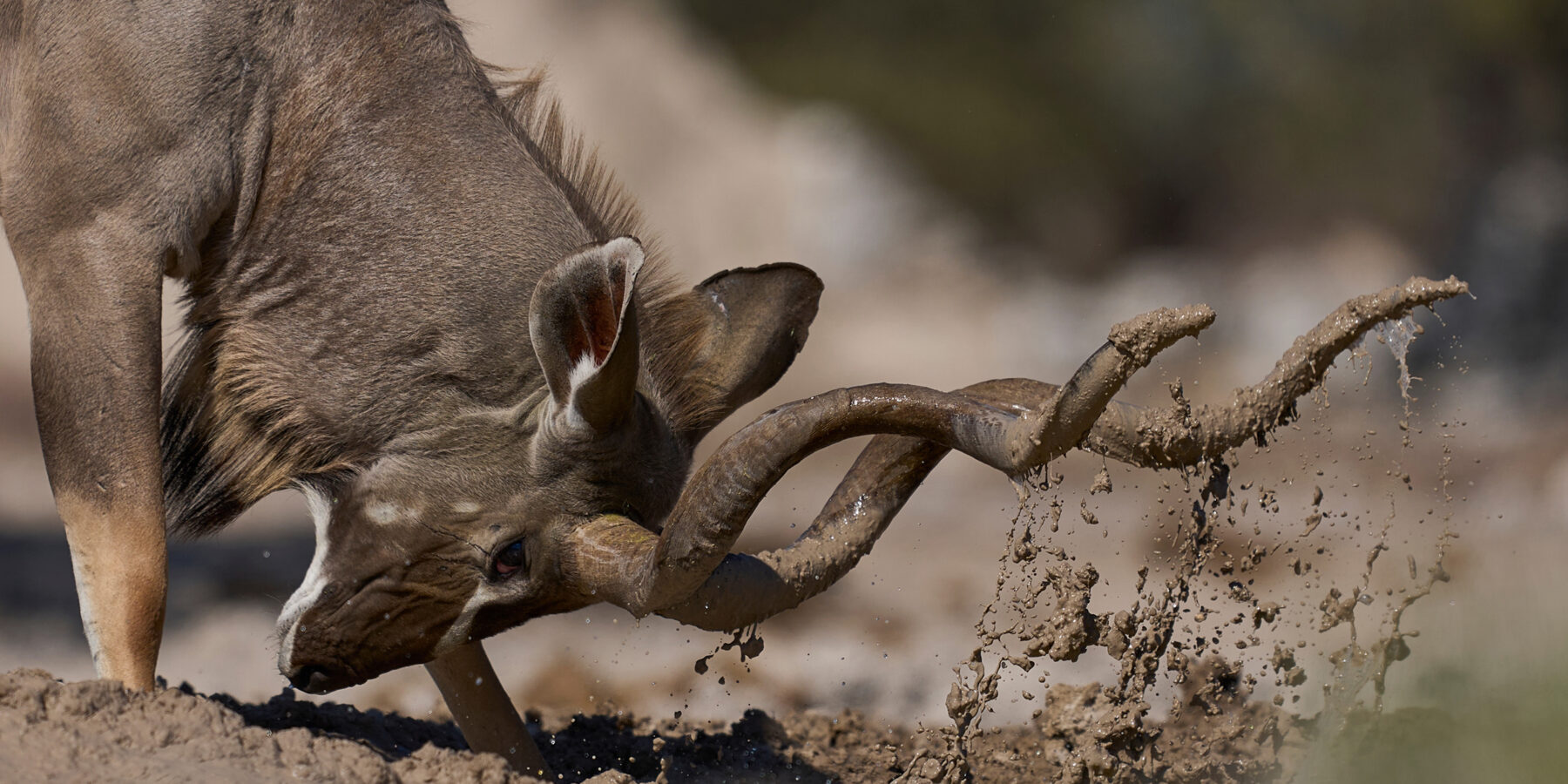Male,Greater,Kudu,(tragelaphus,Strepsiceros),Covering,Its,Horns,In,Mud