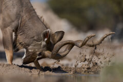 Male,Greater,Kudu,(tragelaphus,Strepsiceros),Covering,Its,Horns,In,Mud