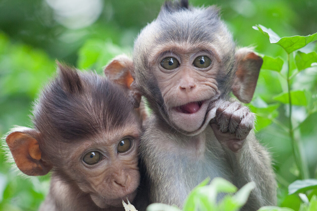 A,Cute,Monkey,Lives,In,A,Natural,Forest,Of,Thailand.
