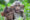 A,Cute,Monkey,Lives,In,A,Natural,Forest,Of,Thailand.
