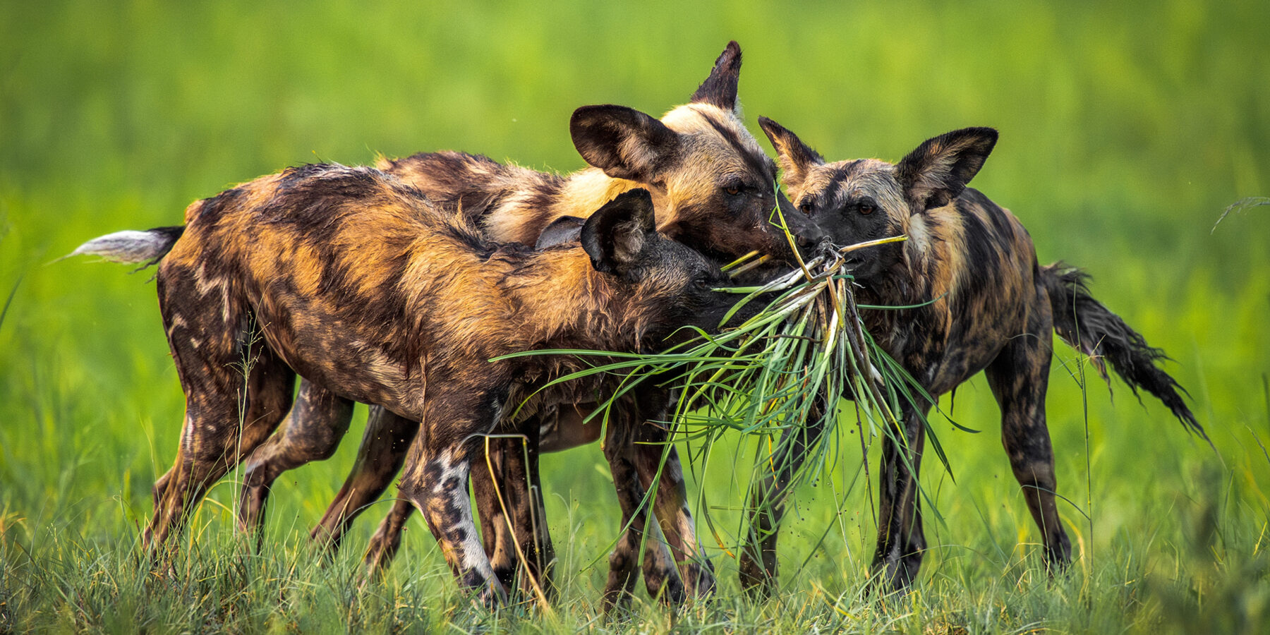 The,African,Wild,Dogs,Lycaon,Pictus,,Also,Called,The,Painted
