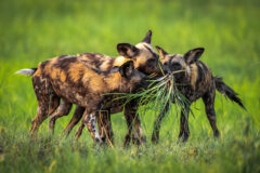 The,African,Wild,Dogs,Lycaon,Pictus,,Also,Called,The,Painted
