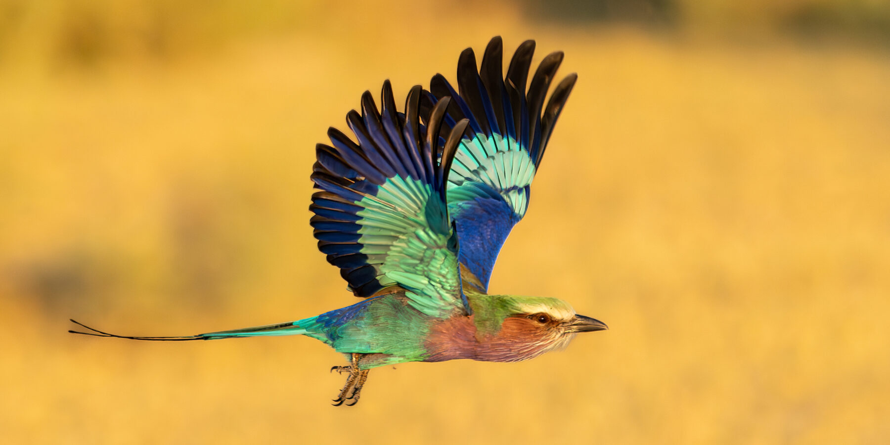 Lilac-breasted,Roller,,Coracias,Caudatus,,Colorful,Magenta,,Blue,,Green,Bird,In