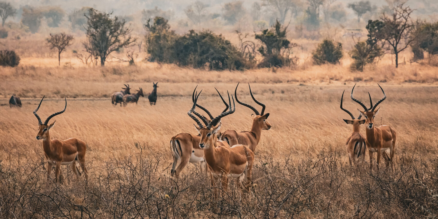 The,Impala,Gazelles,Standing,In,A,Grassy,Field,At,Akagera