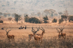 The,Impala,Gazelles,Standing,In,A,Grassy,Field,At,Akagera