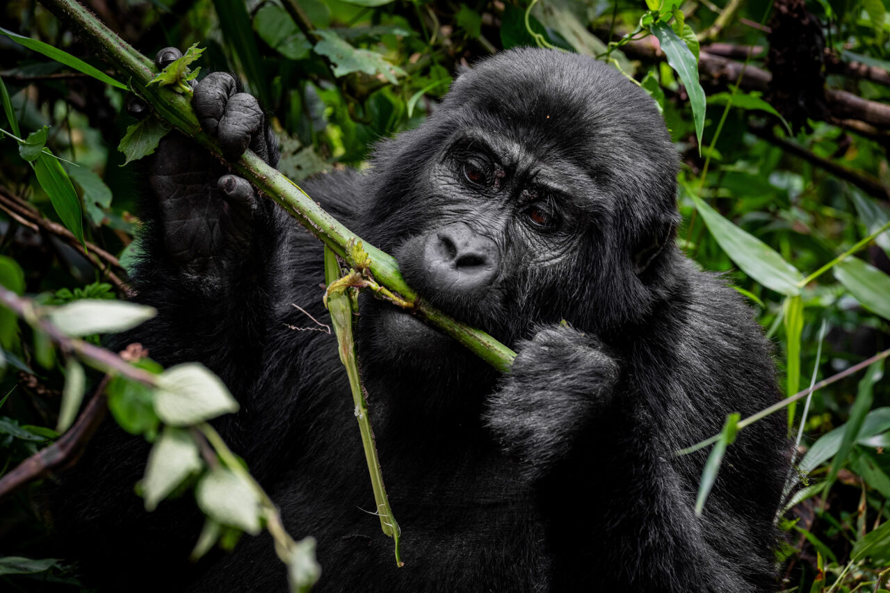 A,Female,Gorilla,Is,Seen,In,Uganda,On,2024