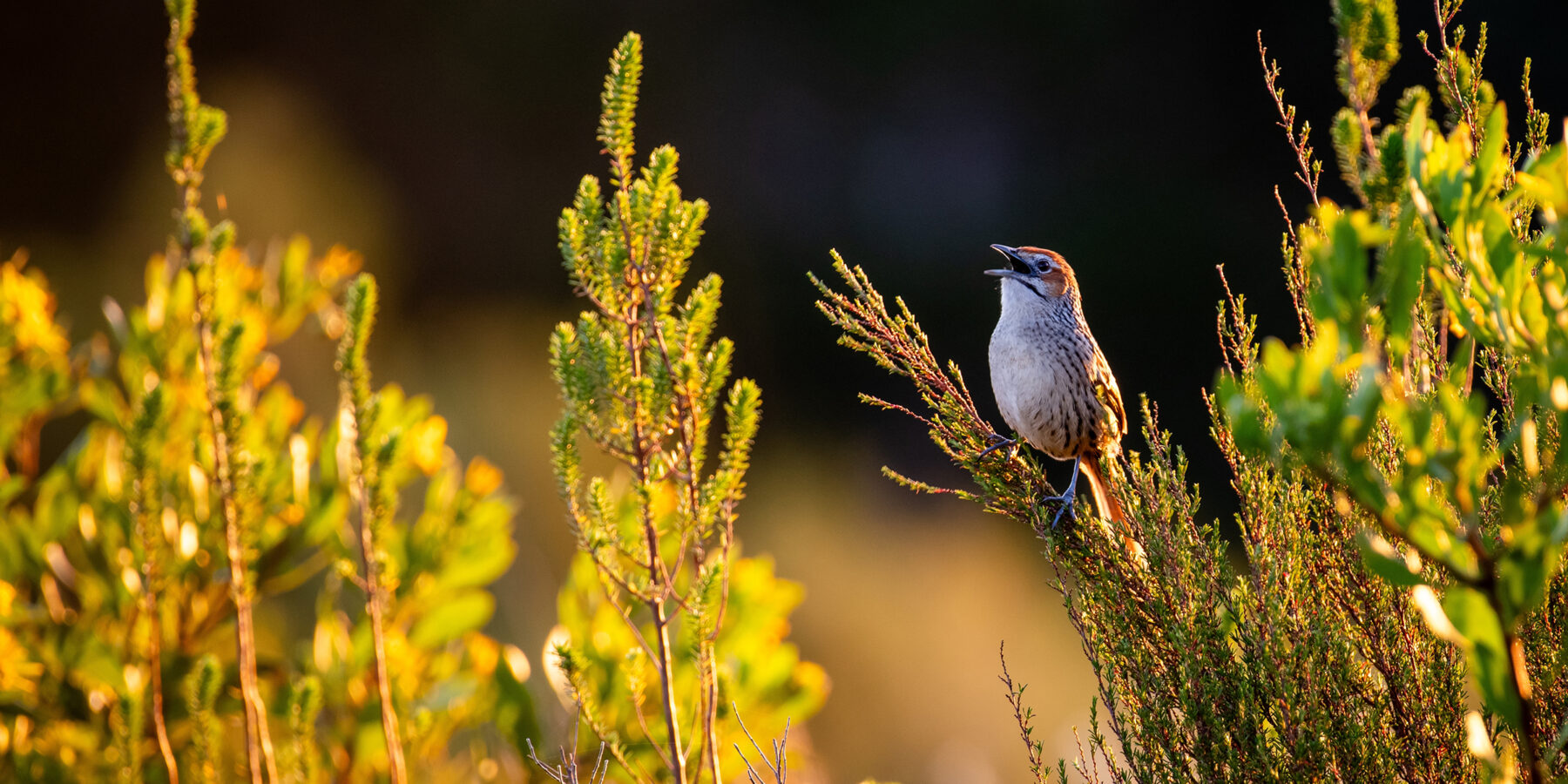 Cape,Grassbird,In,Swellendam,At,Sunset