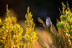 Cape,Grassbird,In,Swellendam,At,Sunset