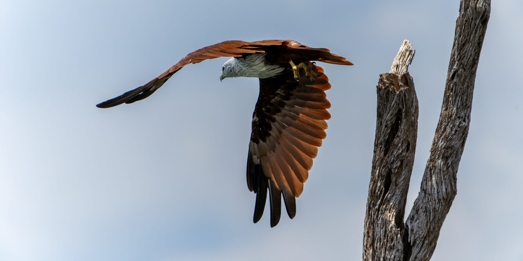 Brahminy,Kite,Flying,Away,From,Top,Of,Dead,Tree,Lagainst