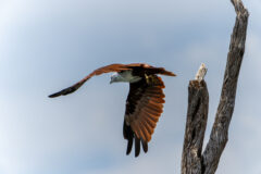 Brahminy,Kite,Flying,Away,From,Top,Of,Dead,Tree,Lagainst
