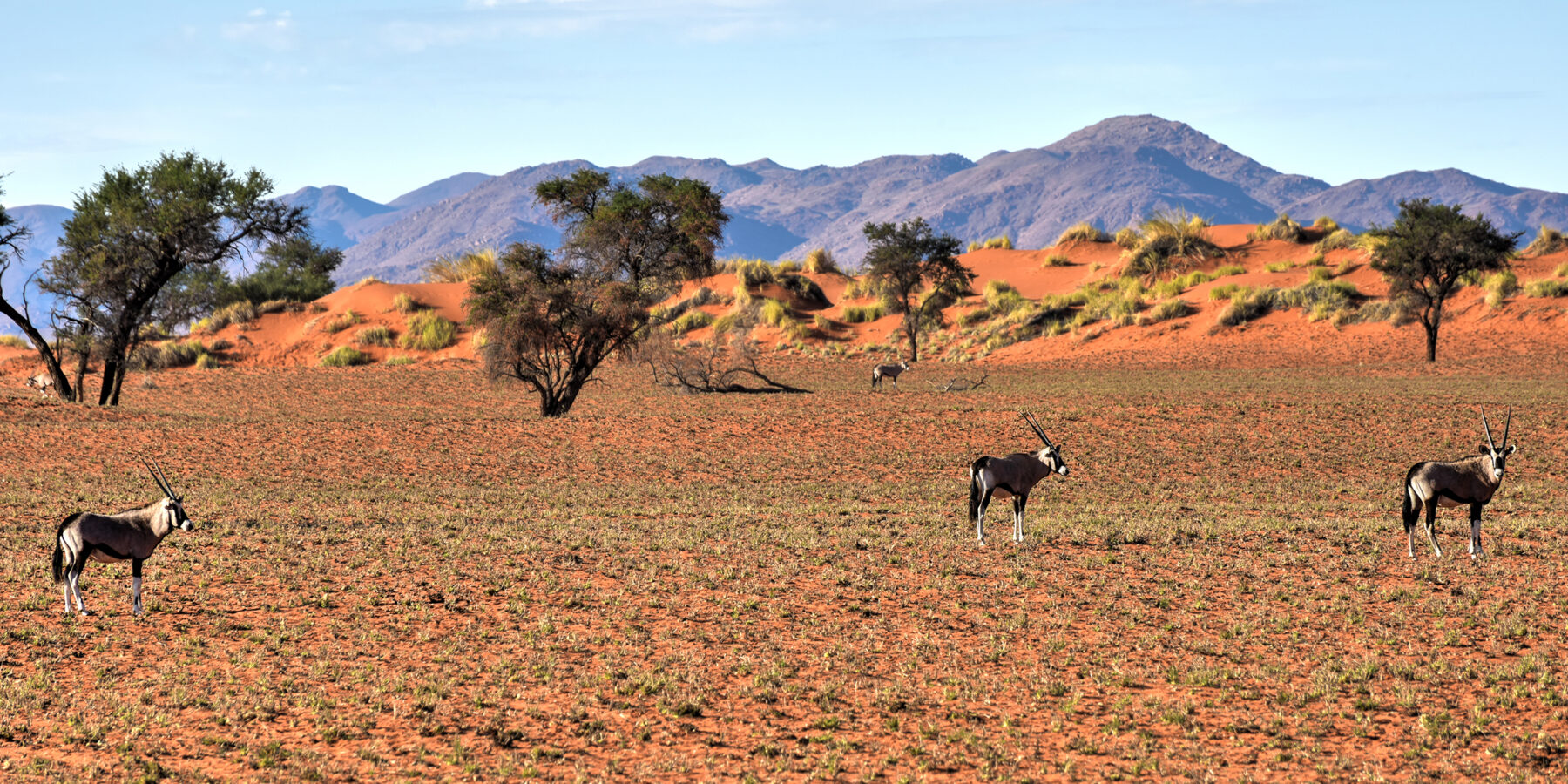 Desert,Landscape,In,The,Namibrand,Nature,Reserve,In,Namibia.