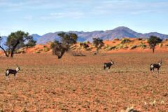 Desert,Landscape,In,The,Namibrand,Nature,Reserve,In,Namibia.