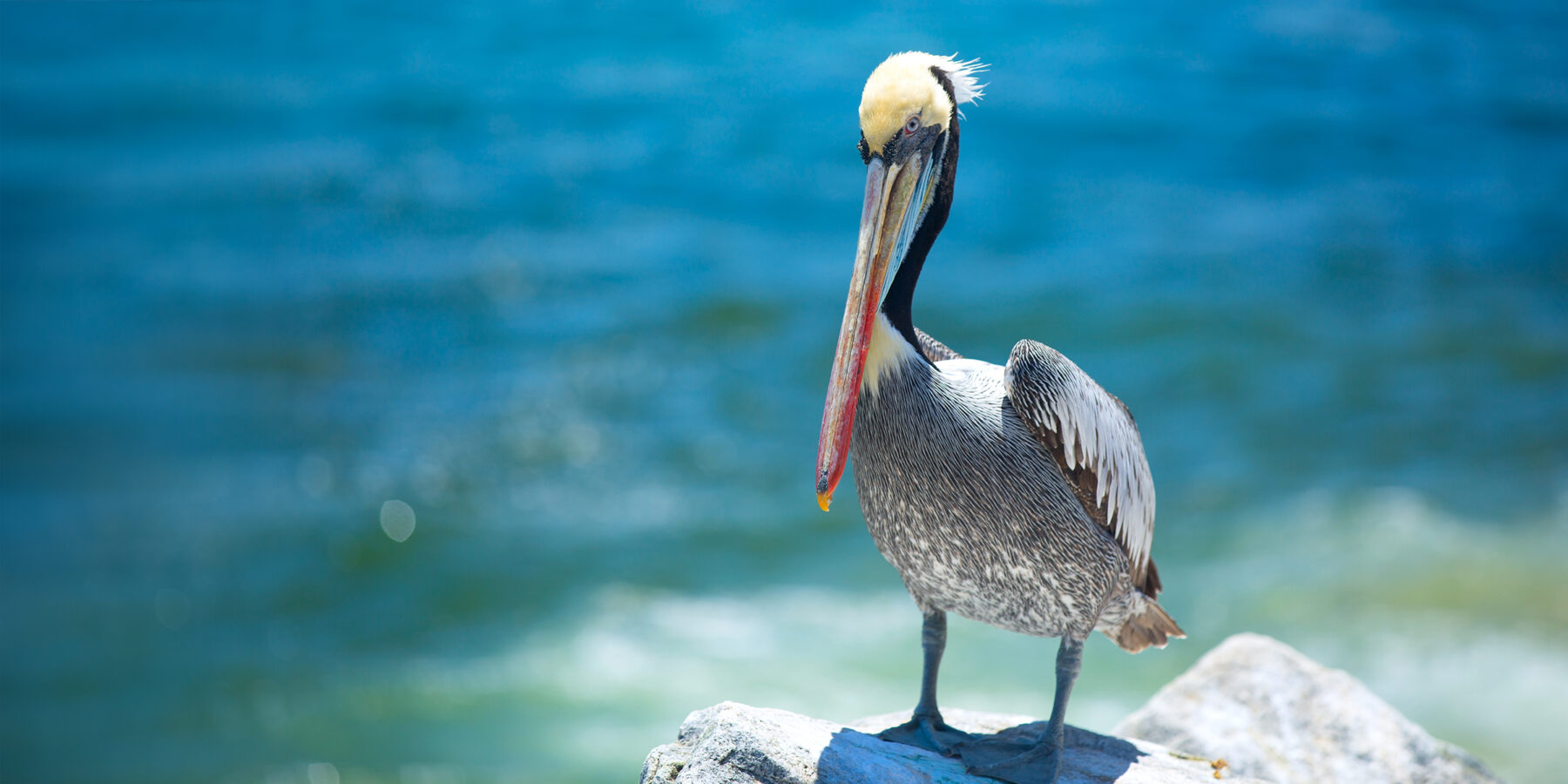 Pelican,.,Bird,Living,On,The,Ocean.,America