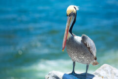 Pelican,.,Bird,Living,On,The,Ocean.,America