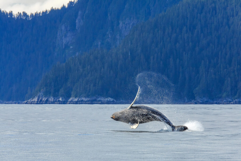 Hampback,Whale,Breaching,Jumping,At,Kenai,Fjord,National,Park