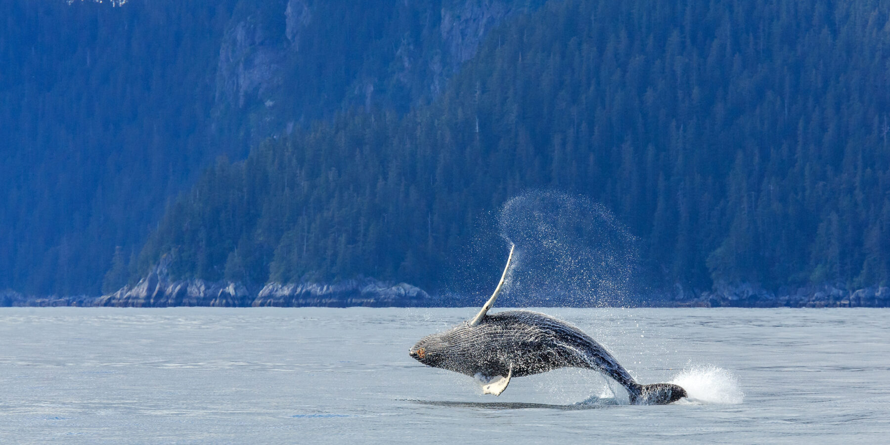 Hampback,Whale,Breaching,Jumping,At,Kenai,Fjord,National,Park