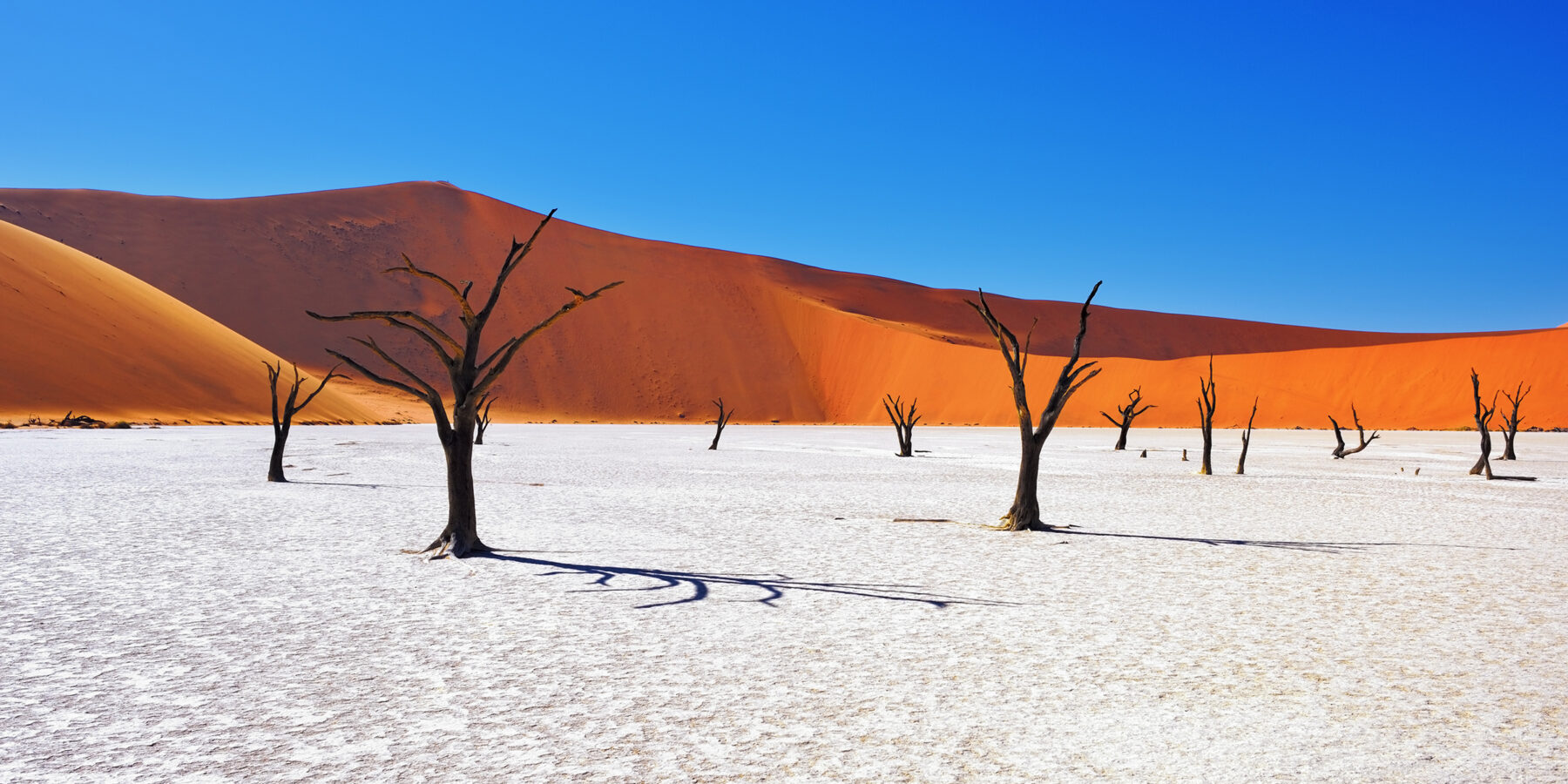 Dead,Camelthorn,Trees,Against,Red,Dunes,And,Blue,Sky,In