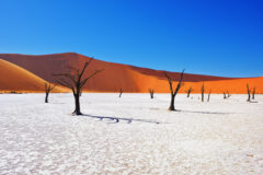 Dead,Camelthorn,Trees,Against,Red,Dunes,And,Blue,Sky,In