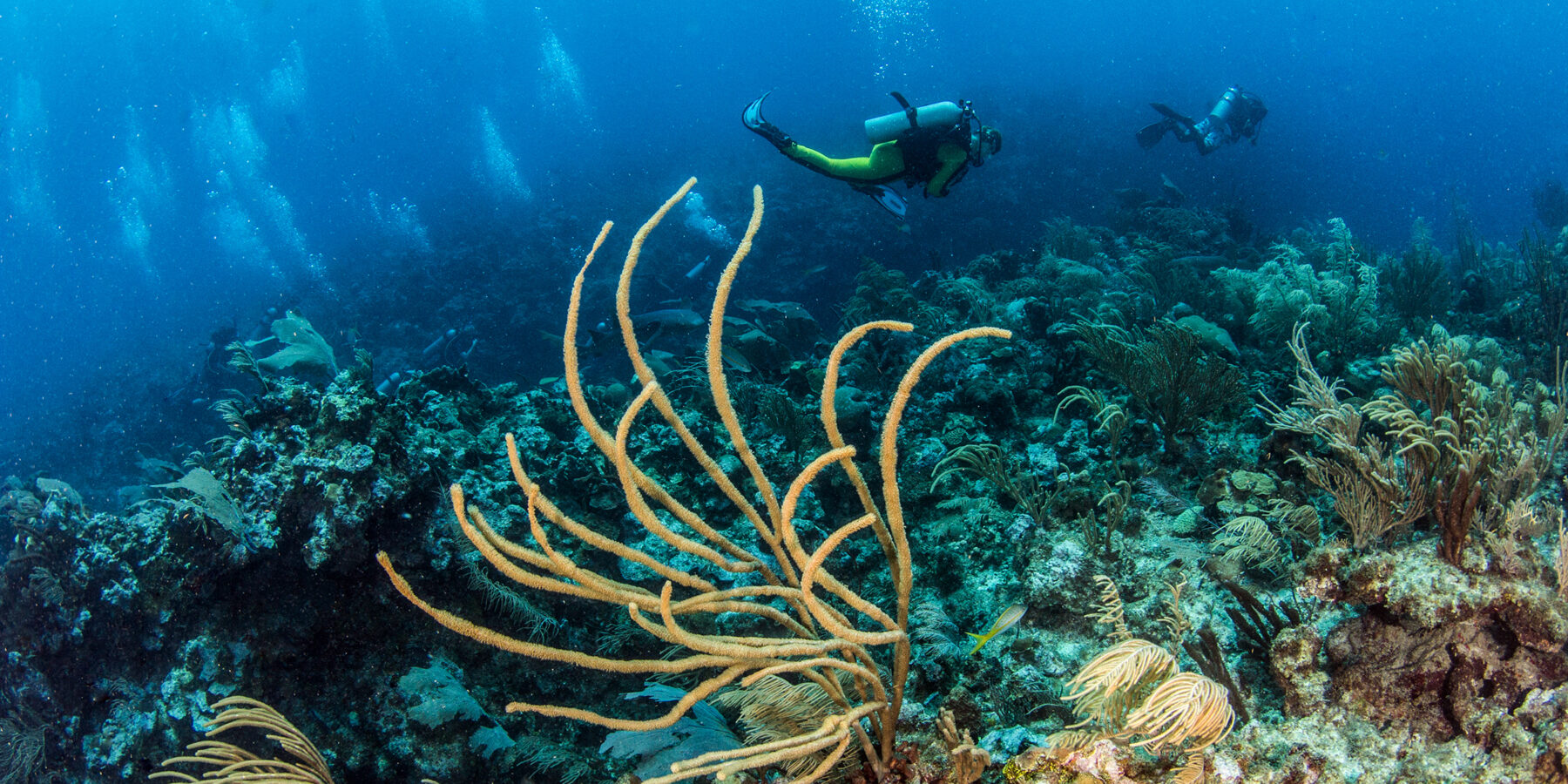 Belize,Scuba,Diving