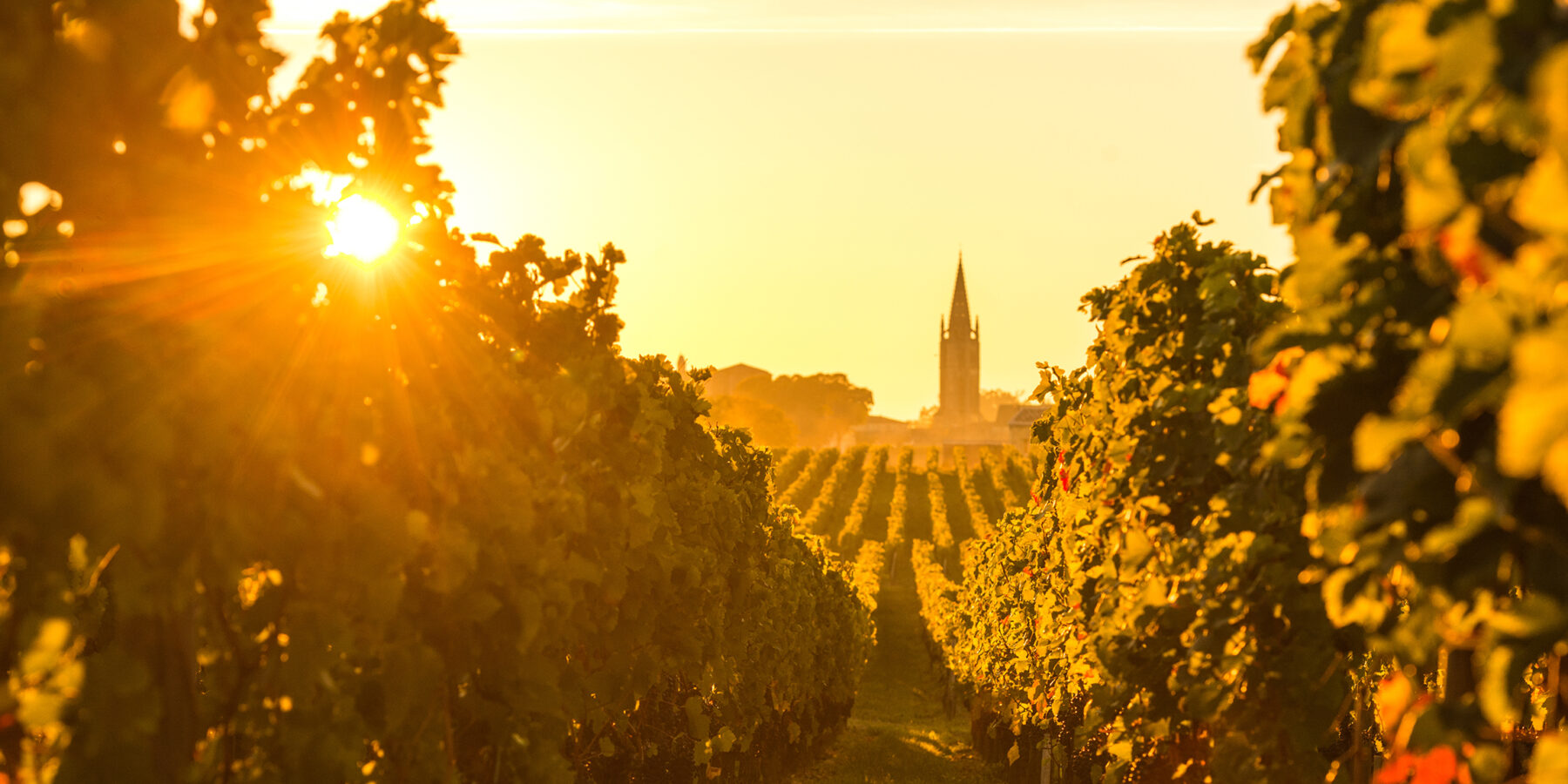 Saint,Emilion,,Vineyard,Sunrise,,Bordeaux,Wine,,France