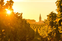Saint,Emilion,,Vineyard,Sunrise,,Bordeaux,Wine,,France
