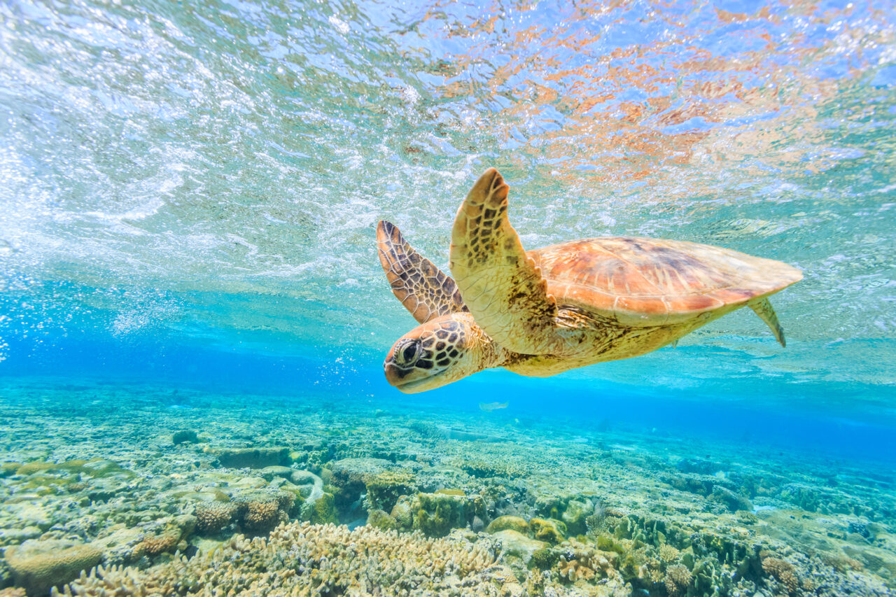 A,Turtle,Diving,Back,To,The,Reef,In,A,Shallow