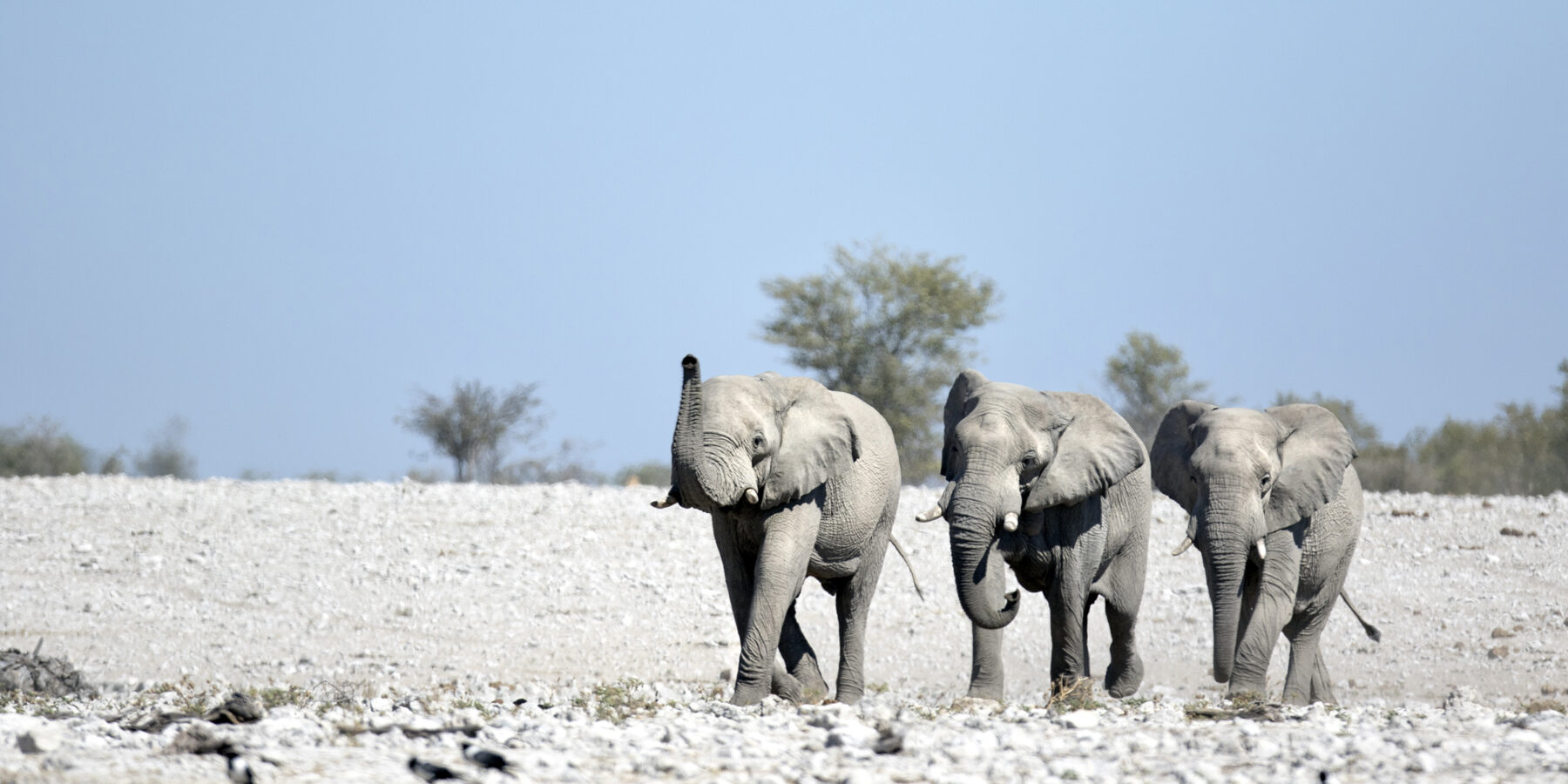 Elephants,In,Etosha,National,Park,,Namibia.