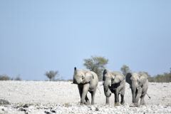 Elephants,In,Etosha,National,Park,,Namibia.