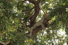 Leopard,,Sabi,Sands,,Kruger,National,Park,,South,Africa